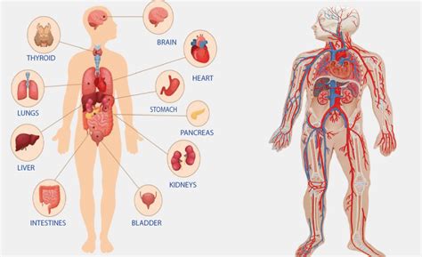 Physiology Definition - JavaTpoint