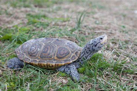 5+ Diamantrugschildpad gratis afbeeldingen