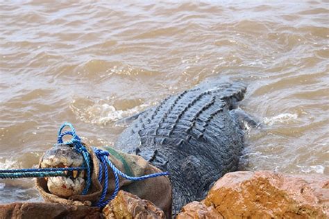 Another croc attack recorded in Balabac