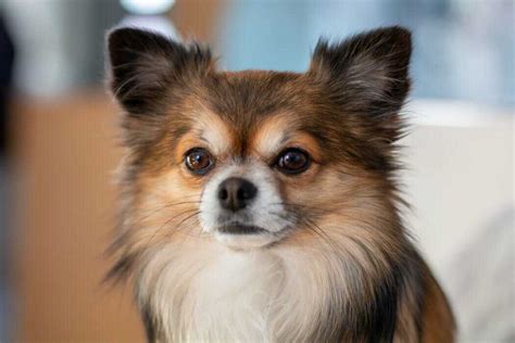 What Is A Pomchi And Is This The Right Dog For You? - Your Dog Advisor