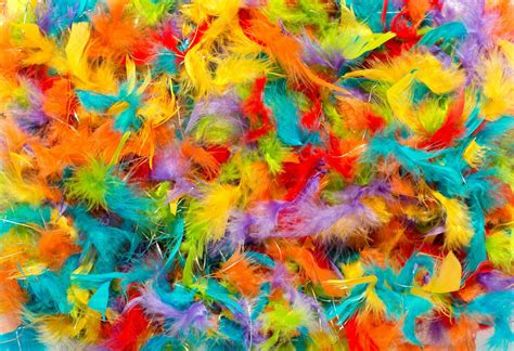 Colorful Feathers - Stock Photos | Motion Array