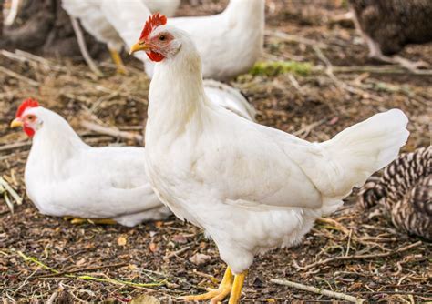 5 Cara Ternak Ayam Broiler Sukses Paling berhasil yang Wajib Anda Lakukan!