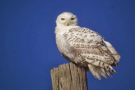 Go See the Snowy Owls! - North and South Rivers Watershed Association