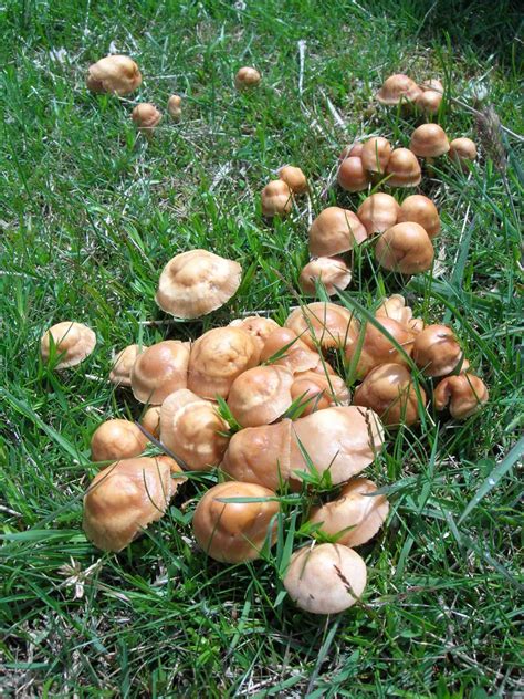 Fairy Ring Mushrooms - MUSHROOM TABLE