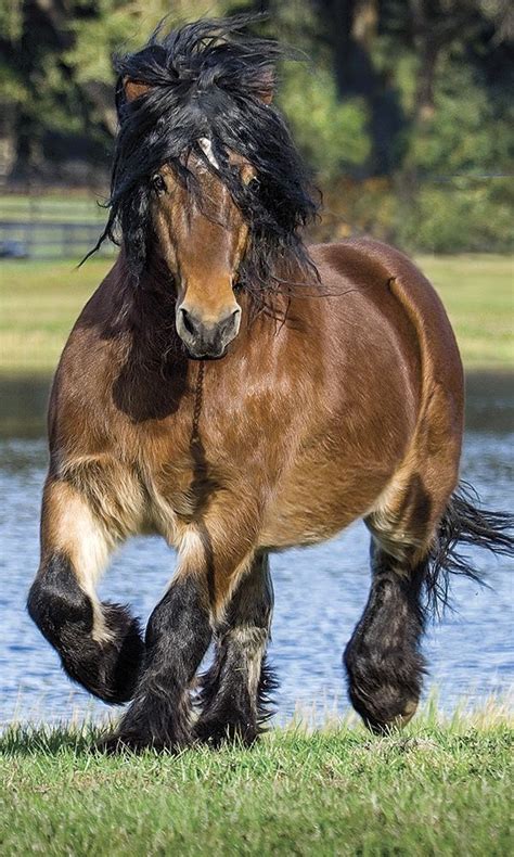 The Ardennes horse is one of the oldest draft horse breeds, its ...