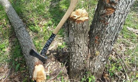 How to Fell a Tree with an Axe SAFELY • New Life On A Homestead