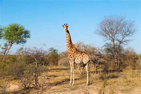 14 Of The Best Places To Safari In Africa - Hand Luggage Only - Travel ...