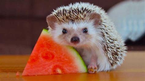 Hedgehogs Pics that are So Adorable They'll Melt Your Heart