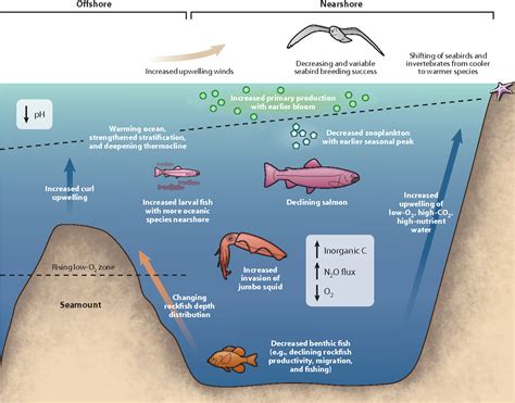 Ocean Ecosystem Diagram