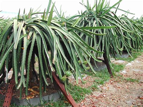 Dragon Fruits Galore: Dragon Fruit Farm In Bukit Mertajam