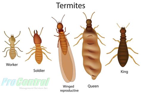 Exploring The Diversity Of Termites: Discovering The Many Breeds Of ...