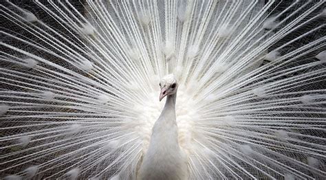 White Peacocks: Some Important Things that You Need to Know About Them ...