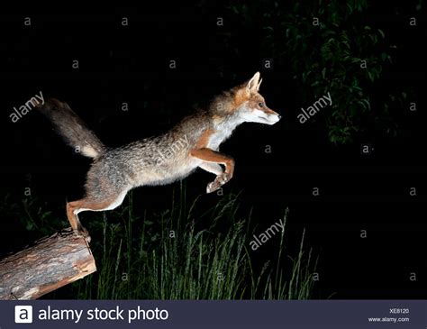 Red Fox Leaping Stock Photos & Red Fox Leaping Stock Images - Alamy