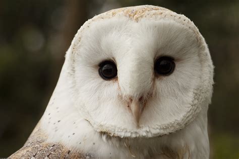 Owl Eyes | Getting the once over from a Barn Owl. www.birdwa… | Flickr