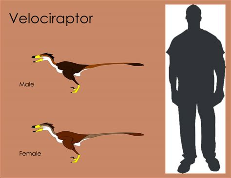 Ranger Raptor Size Comparison