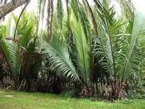 Raffia Palm Plant Care & Growing Basics: Water, Light, Soil ...