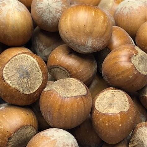 Filberts | In Shell | Sold per LB | Oregon Hazelnuts