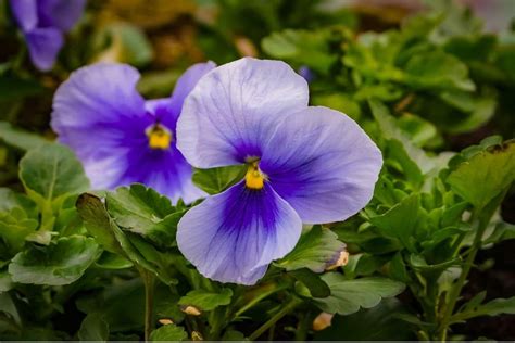 Amazing Meaning and Symbolism of Violet Flower | Florgeous | Flower meanings, Violet flower ...