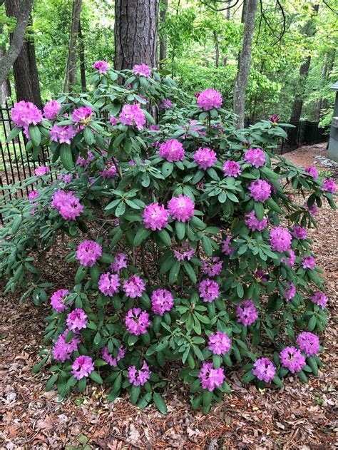 Rhododendron catawbiense (Catawba Rhododendron, Mountain Rosebay ...