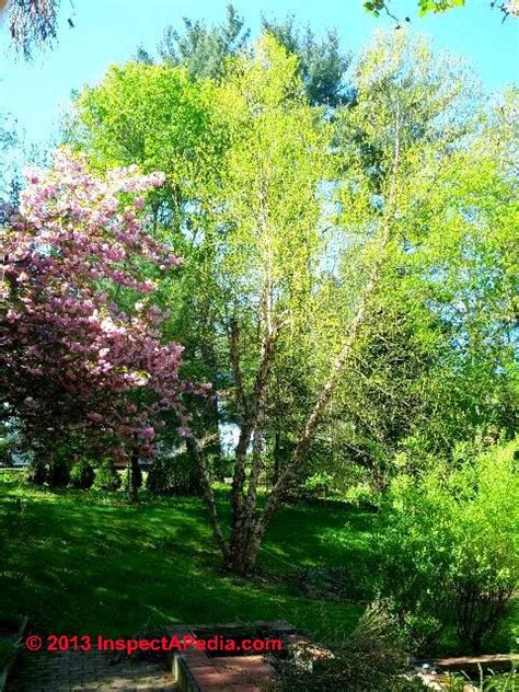 River Birch pollen & tree photographs