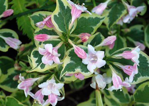 Weigela florida 'Variegata' – Nurseries Caroliniana