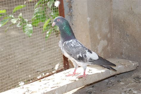 Dab waley kabootar ~ Kabootar Baaz | Pakistani Tipplers | Pigeons ...