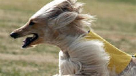 Can A Afghan Hound Live In Afghanistan