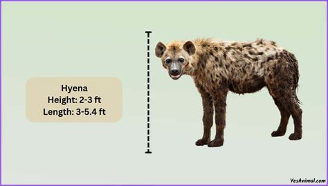 Hyena Size Explained: How Big Are They Compared To Others?