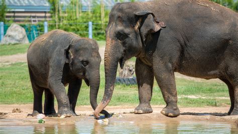 Asian Elephant - The Houston Zoo