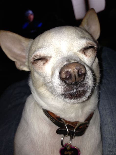 Funny, my chihuahua sleeping | Chihuahua, Chihuahua funny, Chihuahua lover