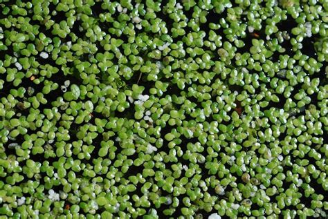 Duckweed Control: How To Get Rid Of Duckweed | Gardening Know How