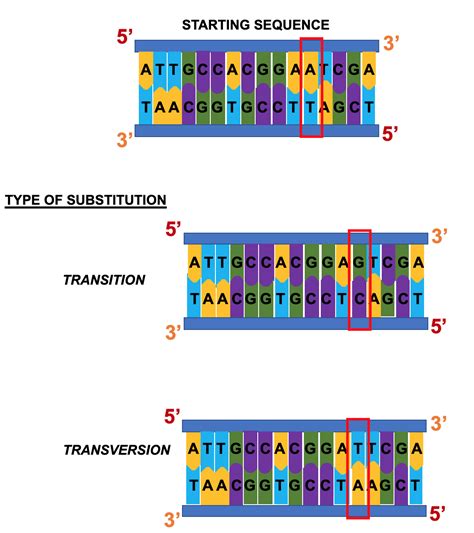 Dna Mutation Types