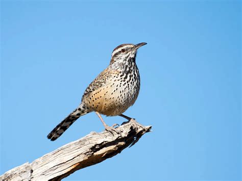 What is the State Bird of Arizona? (And Why?) | Bird Fact