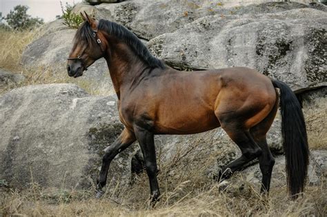 Homepage | Lusitano Horse Finder in 2021 | Lusitano horse, Horses ...