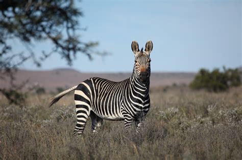 Mountain Zebra National Park | jandreart | Be invigorated and inspired