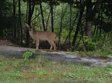 Ketchikan Wildlife | Wild Wolf Tours - Ketchikan, Alaska!