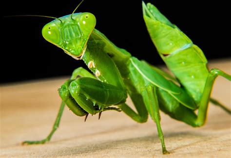 Today is Praying Mantis Day! - Meigs Point Nature Center