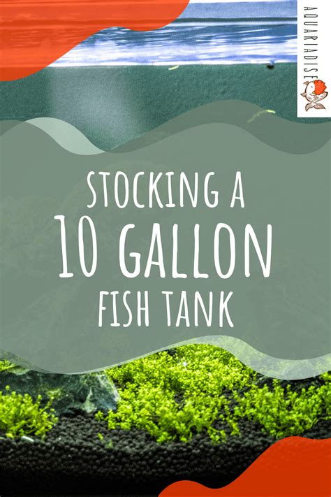 Stocking A 10 Gallon Fish Tank: The Basic How-to Guide