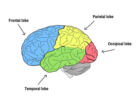 The lobes of your brain - epilepsy - neurology - Epilepsy Sparks ...