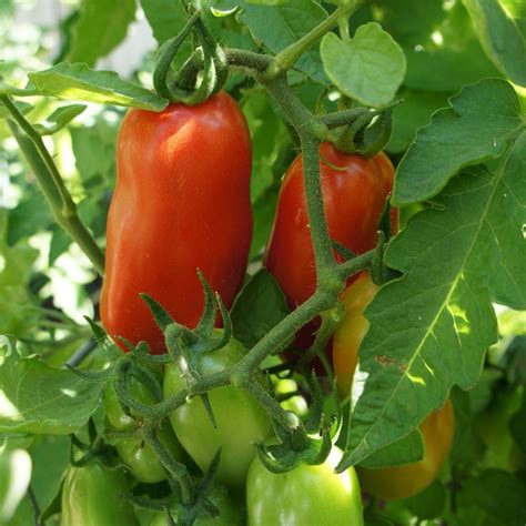 Seeds for San Marzano Tomato | Solanum lycopersicum | Amkha Seed