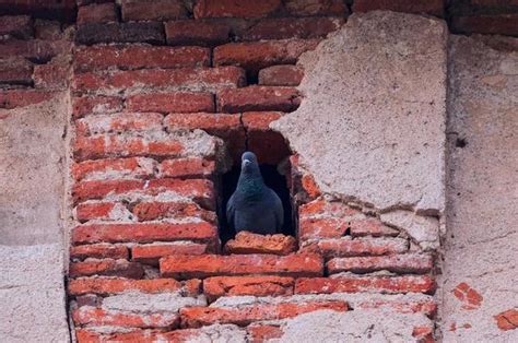 Pigeon Hole Stock Photos, Images and Backgrounds for Free Download