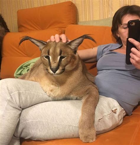 PHOTOS: This couple owns a caracal cat | Caracal cat, Caracal cat pet, Caracal