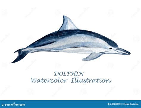 Watercolor Dolphin Illustration. Stock Vector - Illustration of hand ...