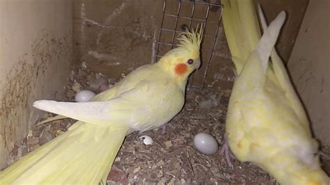 Cockatiel Incubating eggs and Chicks - YouTube