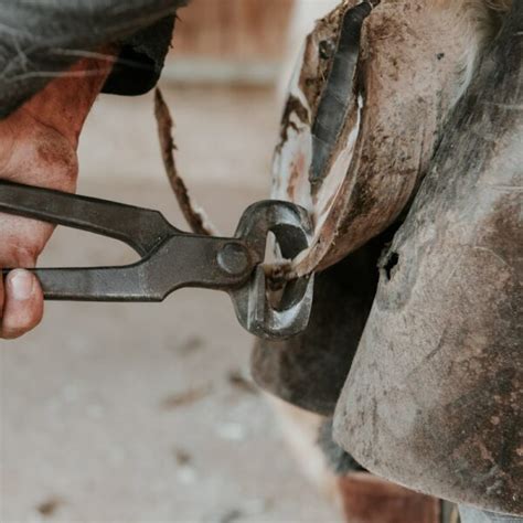 Horse Hoof Trimming - Beginners Guide