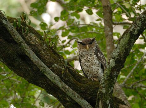 Spot-bellied eagle owl | Kalyan Varma Photography