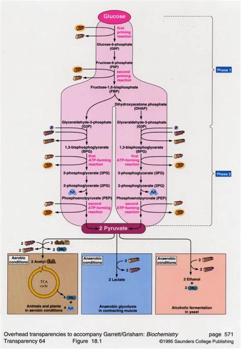 Glycolysis in the Cytoplasm | Biochemistry, Science biology, Biological chemistry