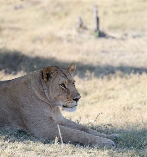 Okavango Delta wildlife location in Botswana, Africa | Wildlife Worldwide