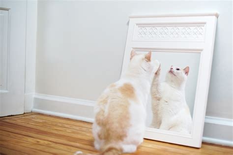 How to Train Your Cat to Accept Mirror Reflections