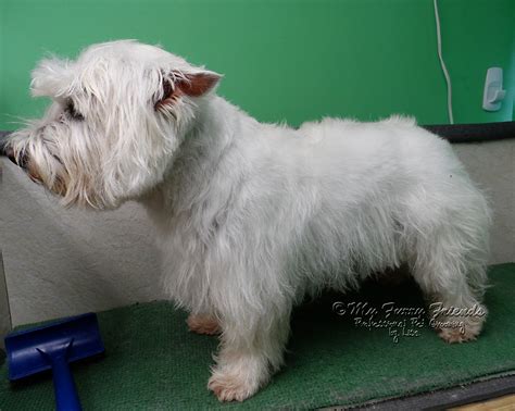 Pet Grooming: The Good, The Bad, & The Furry: 'Pet' Westie Cut